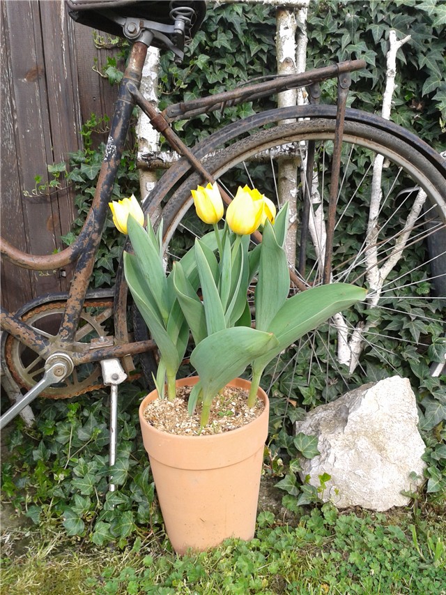 Tulipani